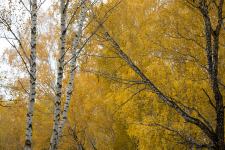 秋季桦树