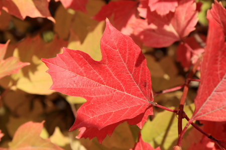 秋天的颜色。荚蒾叶片红色