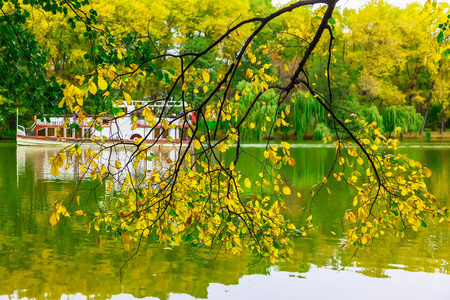 树的分支与黄色叶子在水