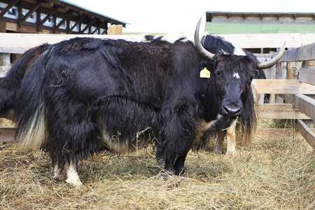 国内牦牛图片