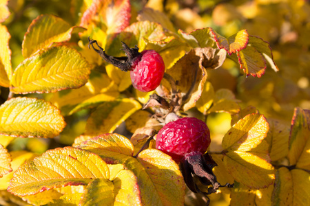 玫瑰果浆果在树枝上, 自然秋天季节