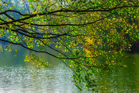 池塘上的秋天的树枝