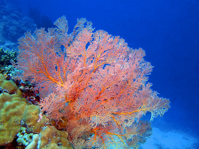 柳珊瑚，巴厘岛，佩母德兰