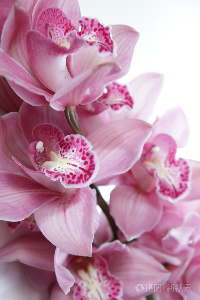 热带粉色兰花被隔绝在白色背景