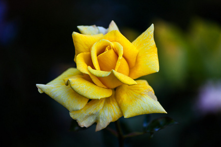 黄色玫瑰, 特写