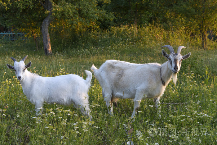 山羊和goatling