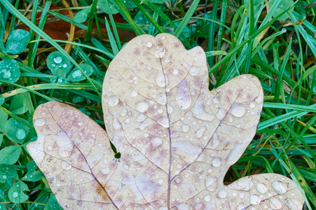 秋天的橡树叶子与水滴图片