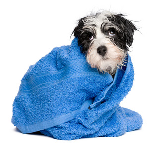 有趣的犬种去年成为小狗后浴布满了蓝色的毛巾