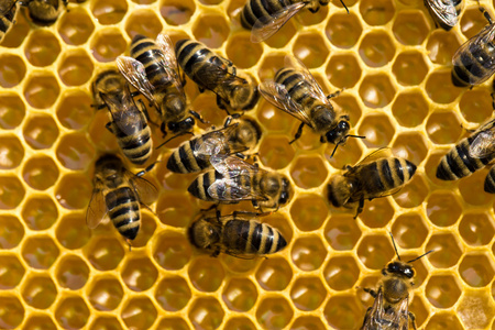 工作在 honeycells 上的蜜蜂