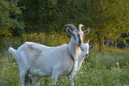 山羊和 goatling