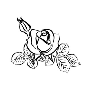 玫瑰的素描。黑白色背景上的大纲