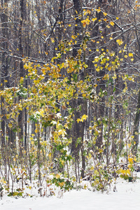 黄色和绿色的秋天森林覆盖着雪