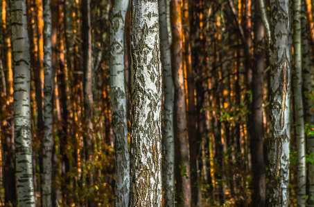 秋天森林中的桦树树干