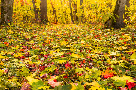 秋天森林中的黄红叶