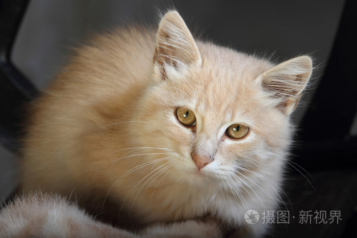 白色和橙色的猫