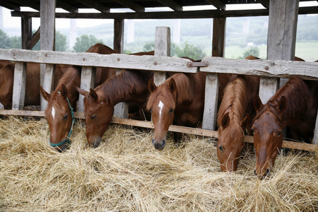 纯种周岁马在马厩里吃干草照片