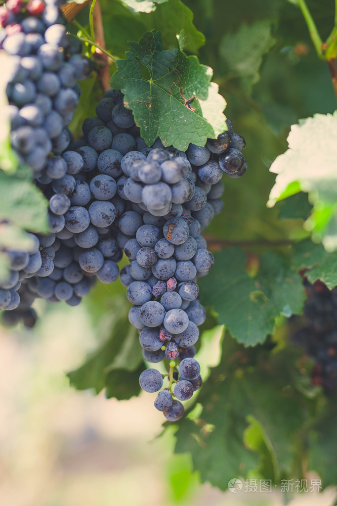 紫色与绿色的树叶在葡萄藤上的红葡萄.新鲜水果