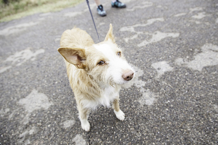 猎犬狗街