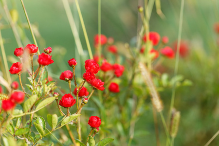 月季花