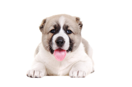 高加索牧羊犬图片