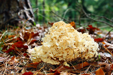 蘑菇绣球菌图片