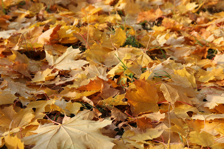 金色树叶在秋天