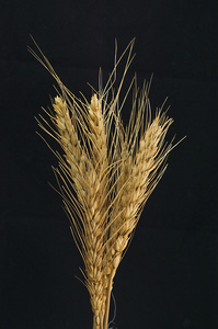 那一叠的小麦和大麦的黑色背景麦穗白色背景上那一叠那一叠稻草.