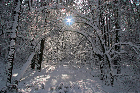 灿烂的阳光照耀着我们的雪像一颗星星中的分支