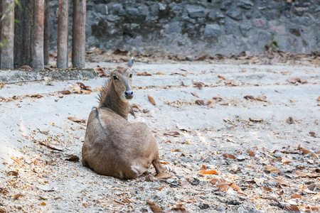 Nilgai 在动物园