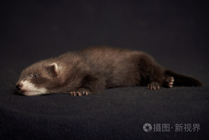 黑貂躺在毯子上