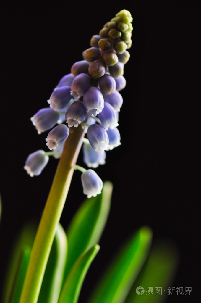在黑色的葡萄风信子