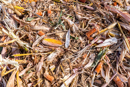被毁的玉米在田野上