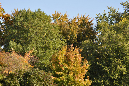 在阳光明媚的日子里秋天的树木
