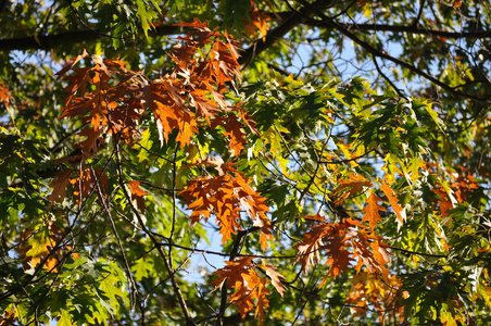 在阳光明媚的日子里的秋树