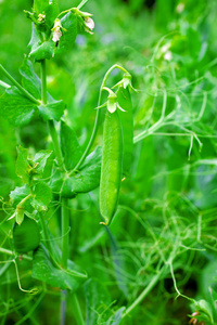 青豆的菜园里