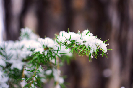 杜松子酒树枝上的雪