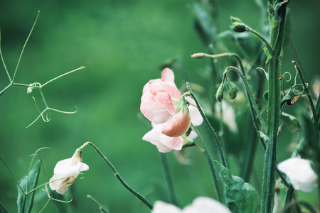 大豆花素材图片 大豆花图片素材下载 摄图新视界