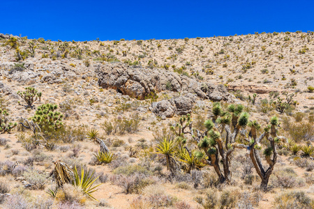 仙人掌, 红岩峡谷, 内华达州, usa