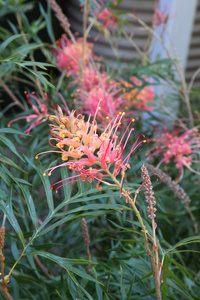 Grevillea 的特写