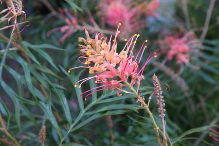 Grevillea 的特写