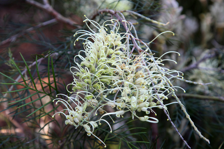 Grevillea 的特写