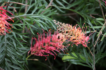 Grevillea 的特写