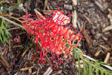 Grevillea 的特写