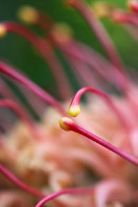 Grevillea 的特写