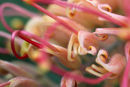 Grevillea 的特写