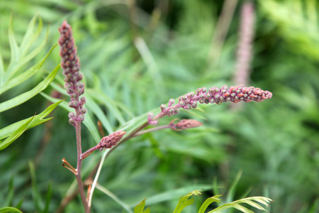 Grevillea 的特写