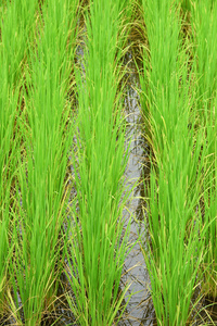 绿色的稻田，在泰国