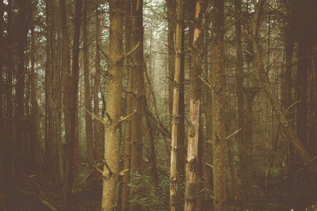 林地树木及性质