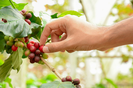 在咖啡树上手工采摘红咖啡豆阿拉伯咖啡