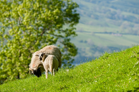 母羊和羔羊放牧图片